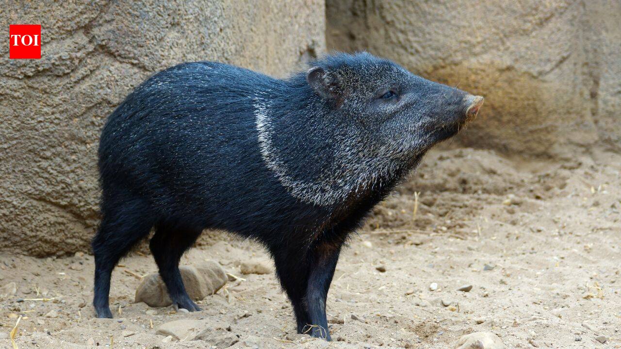 Collared peccaries vanished from Uruguay after the 1800s; a 17-year breeding effort returned them to forests where a new generation has now been born