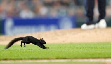 Orioles outfielder Leody Taveras tries to catch Comerica Park squirrel