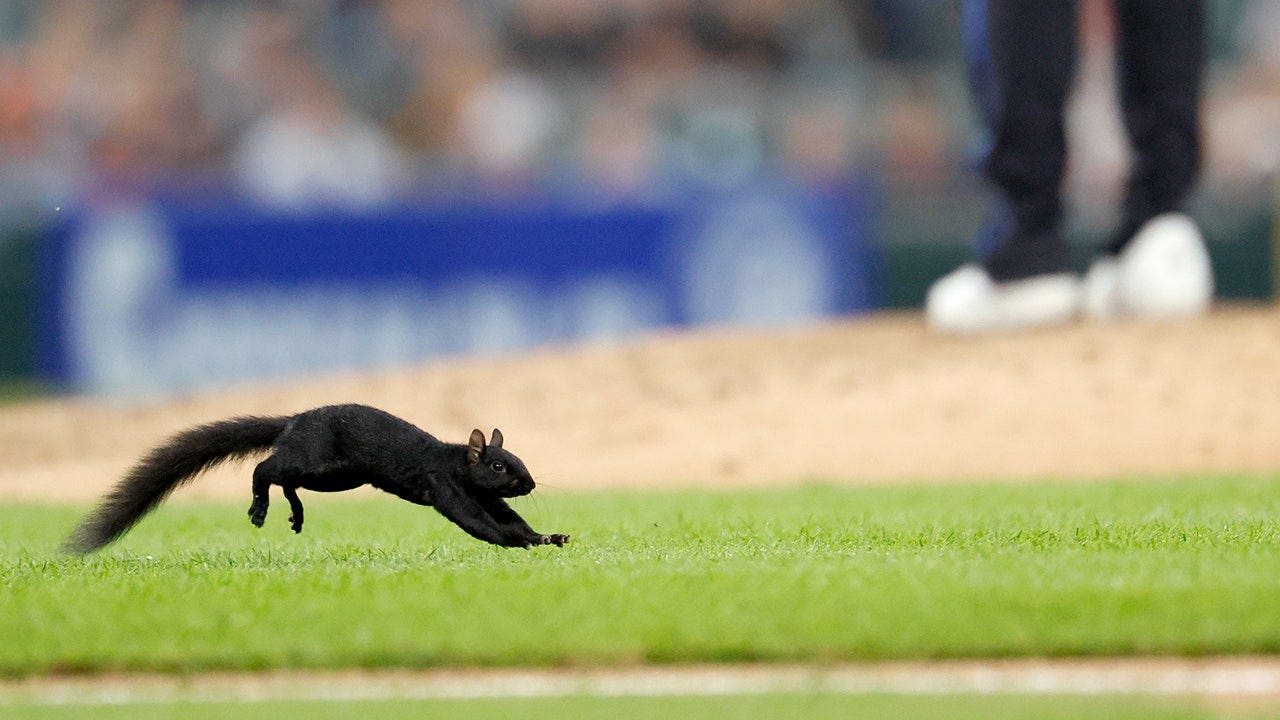 Orioles outfielder Leody Taveras tries to catch Comerica Park squirrel