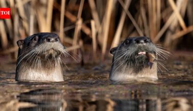 California researchers surveyed Point Reyes lagoon 19 times and found 73 pelicans killed by river otters; some birds have now begun flying away when otters approach