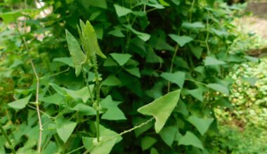 Invasive mile-a-minute weed confirmed in Jackson County