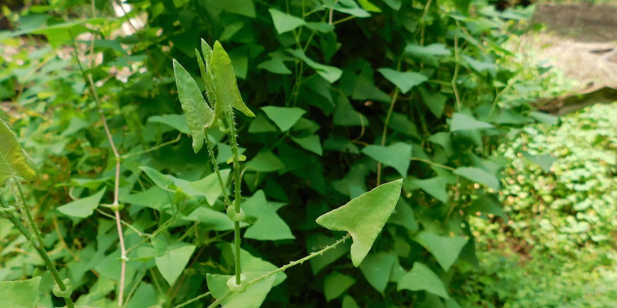 Invasive mile-a-minute weed confirmed in Jackson County
