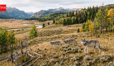 In 1995 Yellowstone began bringing back wolves; 30 years later young aspens returned, but the wider recovery remains uneven