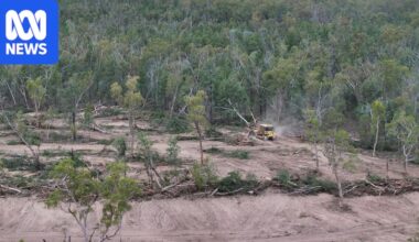 Land-clearing concerns spark call to scrap NSW invasive native species code