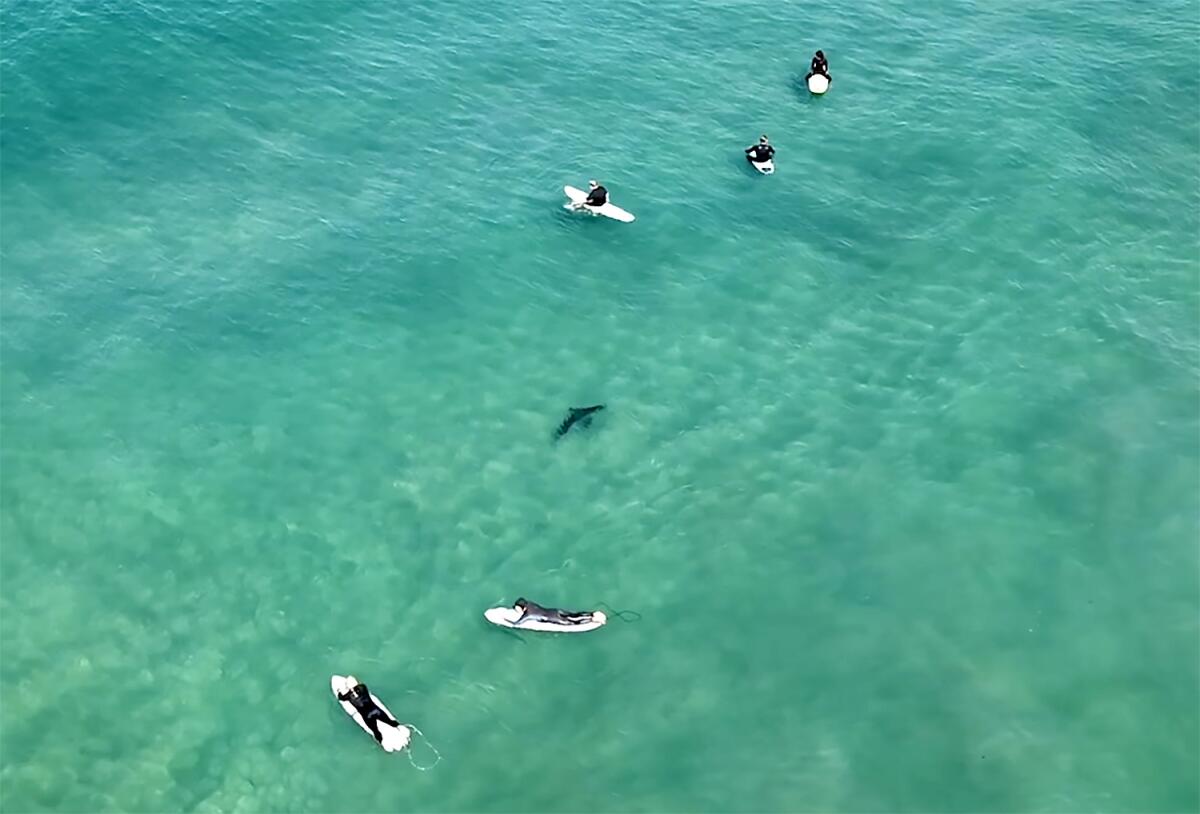 Researchers found that sharks and humans swim together at some California beaches more often than previously thought.