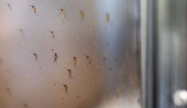 Salt Lake County reports first West Nile virus case of 2026