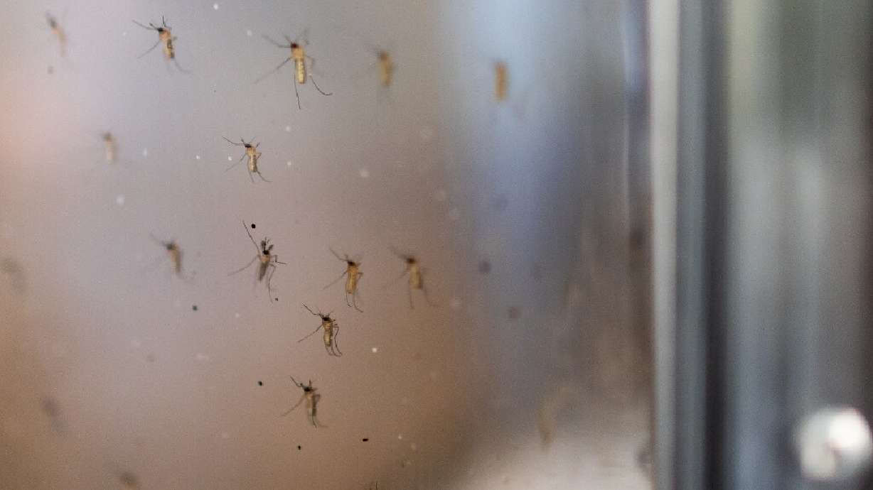 Salt Lake County reports first West Nile virus case of 2026