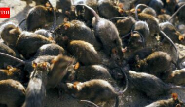Tiny reef fish flourished beside islands filled with seabirds; where rats removed the birds, the entire underwater food chain took another route