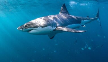 Shark safety tips experts say can prevent an attack this summer season