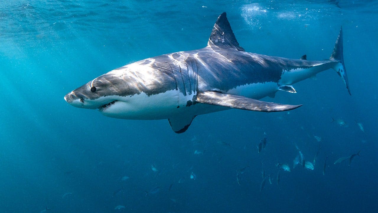 Shark safety tips experts say can prevent an attack this summer season