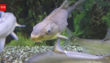 In 1991, America listed the razorback sucker as endangered; 35 years later, it has been moved to threatened after one population reached about 36,000 adults