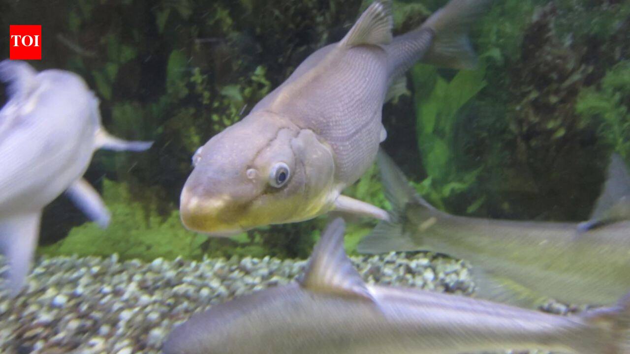 In 1991, America listed the razorback sucker as endangered; 35 years later, it has been moved to threatened after one population reached about 36,000 adults