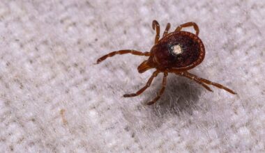 First case of rare tickborne Bourbon virus confirmed on Long Island
