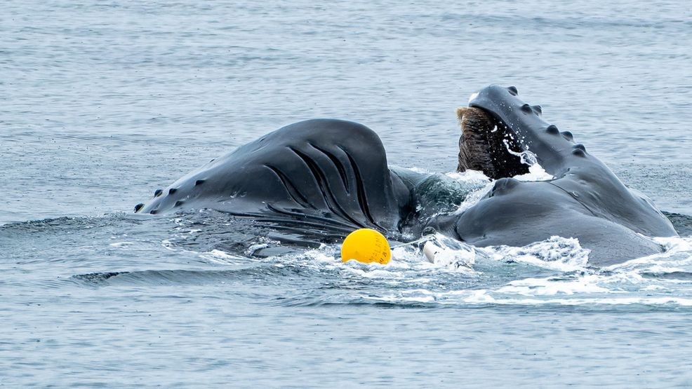 Entangled Pop Tart. (Megan MacGregor, Outer Island Excursions)