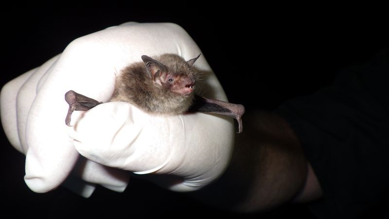 FILE IMAGE of an Indiana bat,  a federally endangered bat species, that was found in western North Carolina. (Photo: North Carolina Wildlife Resources Commission)