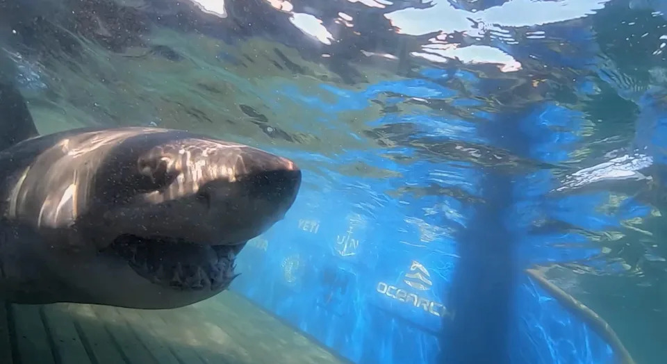 Breton swims by the camera during his tagging in Sept. 2020.