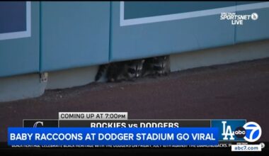 Baby raccoons steal spotlight at Dodger Stadium