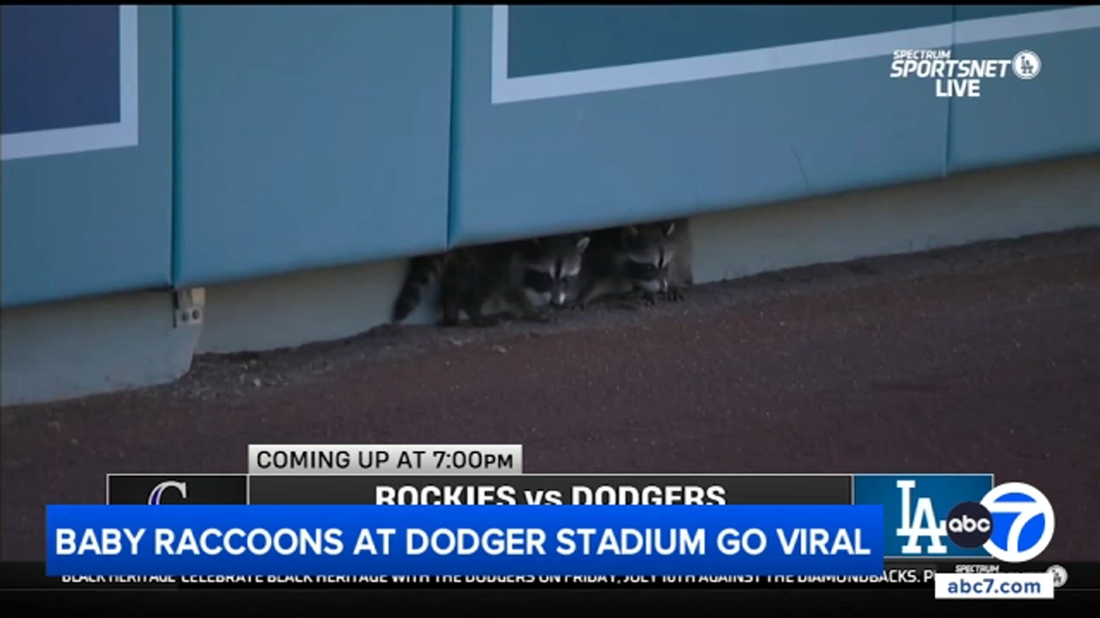 Baby raccoons steal spotlight at Dodger Stadium