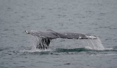 Experts warn 2026 could be one of the deadliest years on record for whales on the West Coast
