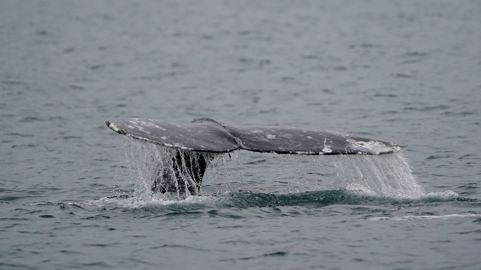 Experts warn 2026 could be one of the deadliest years on record for whales on the West Coast
