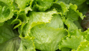 Iceberg lettuce recalled in 27 states due to potential cyclospora contamination
