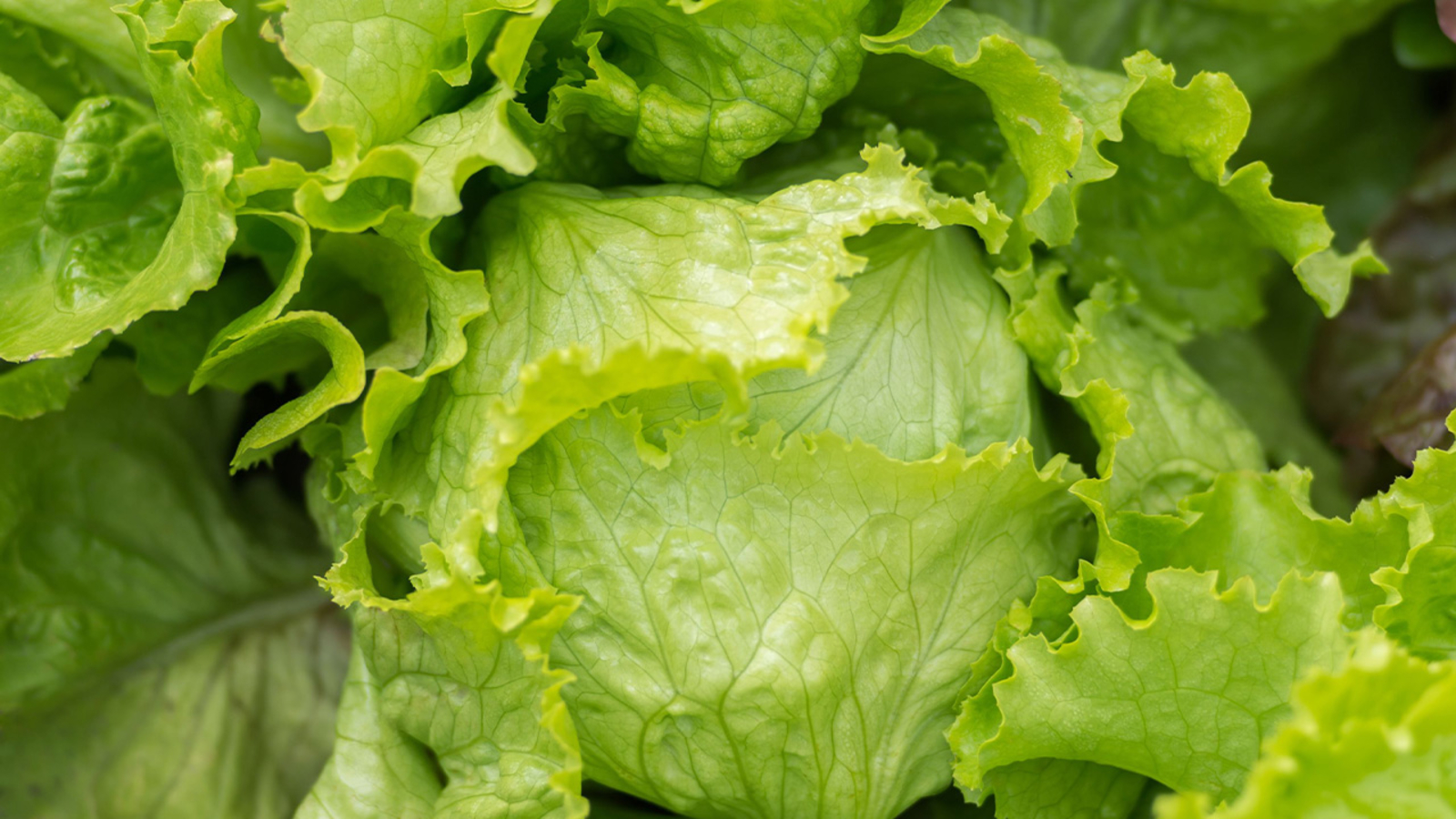 Iceberg lettuce recalled in 27 states due to potential cyclospora contamination