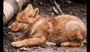 Red Wolf Recovery Program | Endangered Red Wolves rebound in NC with four new litters