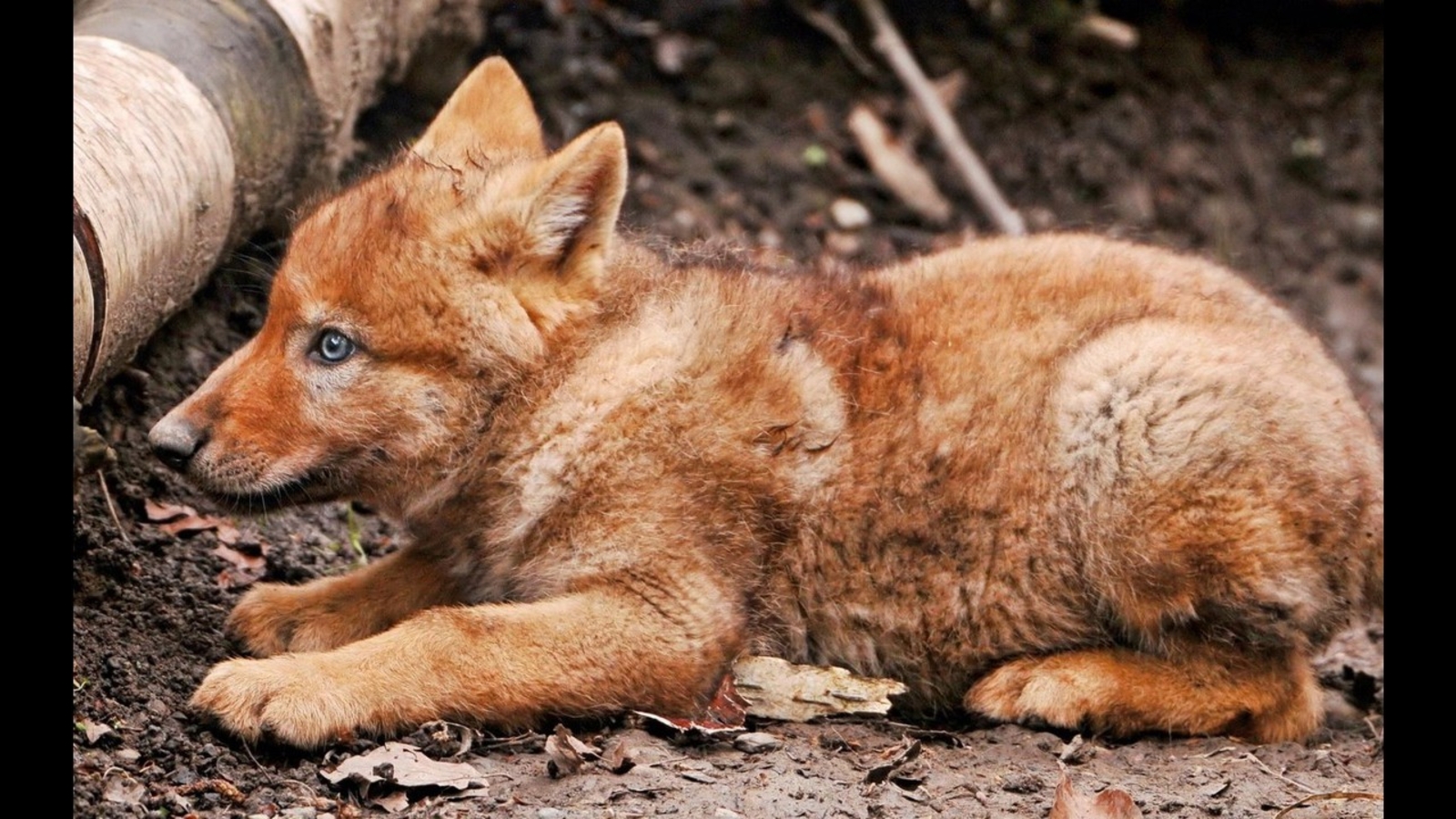Red Wolf Recovery Program | Endangered Red Wolves rebound in NC with four new litters