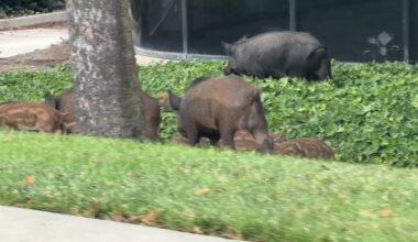 Pigs gone wild: Animals seen tearing up landscaping in South San Jose technology park