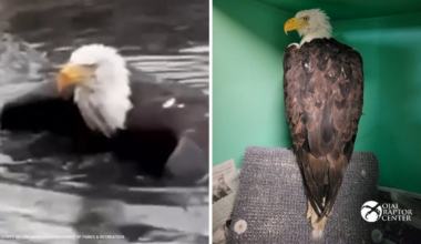 Bald eagle Jackie 'underweight but alert' after rescue near Big Bear nest, Friends of Big Bear Valley says