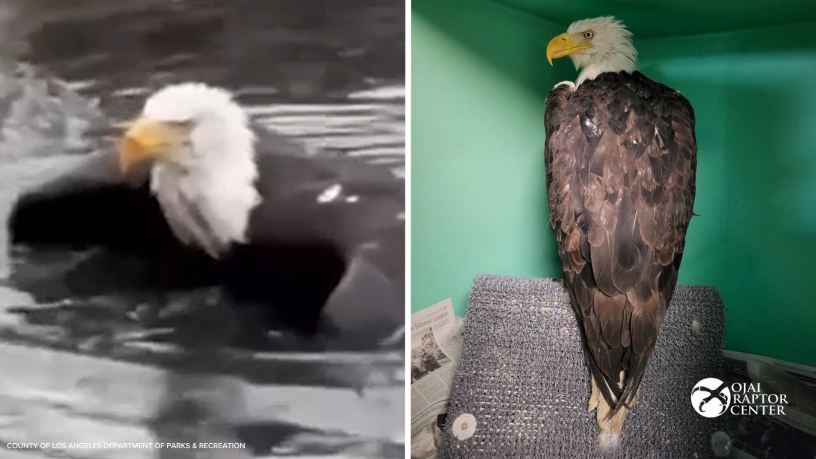 Bald eagle Jackie 'underweight but alert' after rescue near Big Bear nest, Friends of Big Bear Valley says