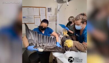 Bald eagle Jackie in critical condition after rescue near Big Bear nest