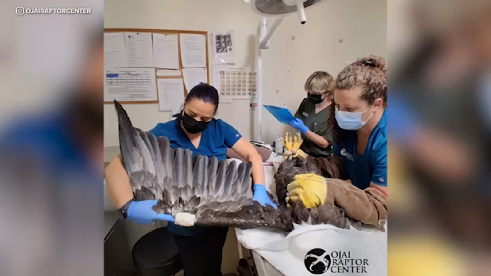 Bald eagle Jackie in critical condition after rescue near Big Bear nest