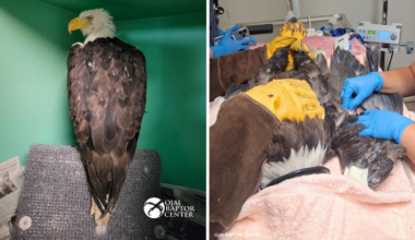 Big Bear bald eagle Jackie: Latest health update says bird received successful life-saving blood transfusion, but remains critical