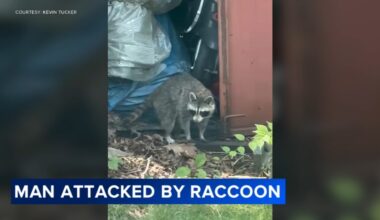 Glassboro man recounts raccoon attack outside home: 'I could see these bright yellow eyes'