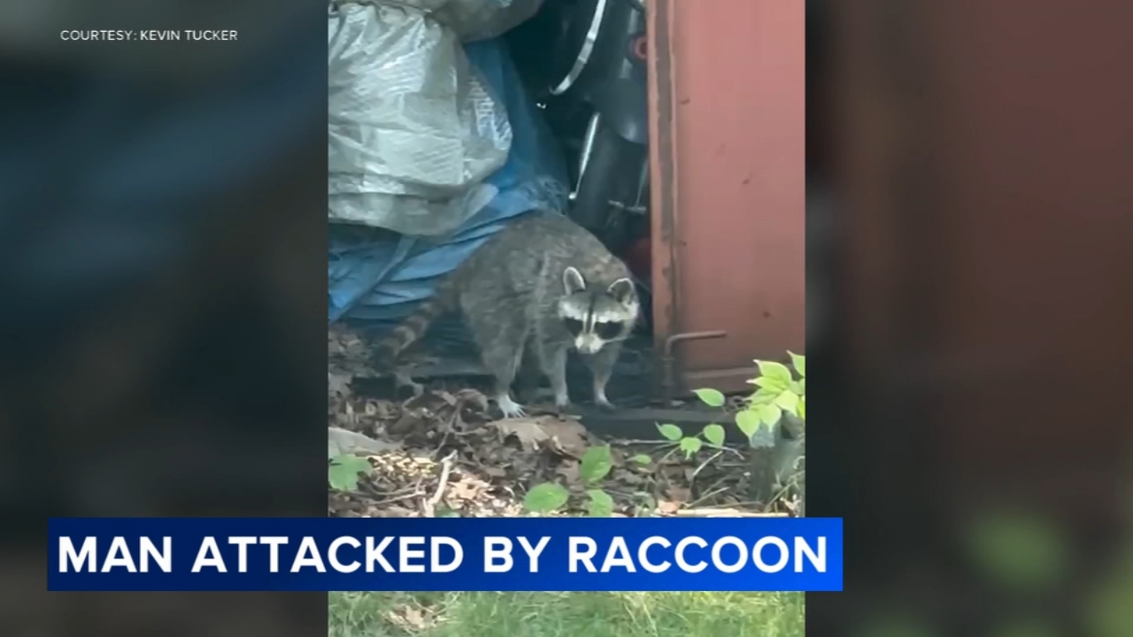 Glassboro man recounts raccoon attack outside home: 'I could see these bright yellow eyes'