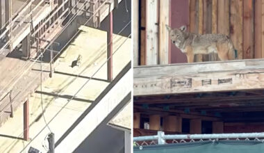 Loud pack of coyotes takes over abandoned West Hollywood construction site