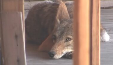 West Hollywood requiring property owner to remove coyotes from stalled construction site