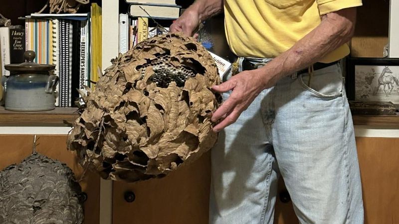 A man holds a yellow-legged hornet hive. The North Carolina Department of Agriculture and Consumer Services says they can grow much larger than other hornet nests and have a reddish, muddy color to them. (Photo: North Carolina Department of Agriculture and Consumer Services)