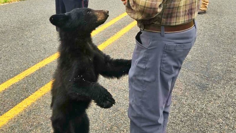 Young bear euthanized after lethargic behavior, tests negative for rabies.