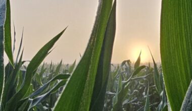Productive but Priced Out: The Input Cost Challenge Facing U.S. Corn Growers