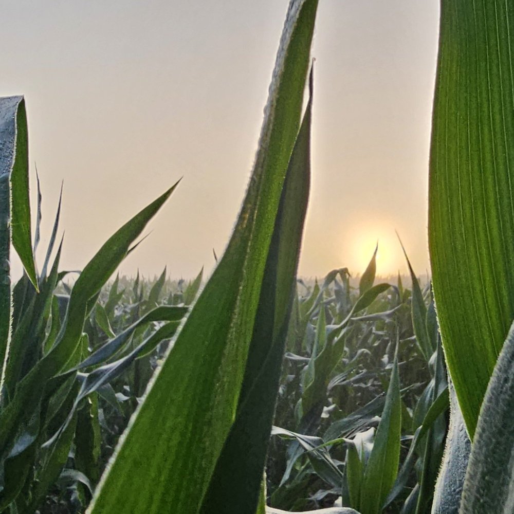 Productive but Priced Out: The Input Cost Challenge Facing U.S. Corn Growers