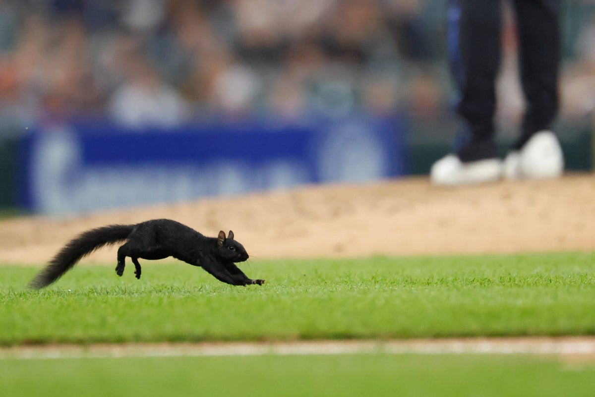 Squirrel! Elusive rodent captivates crowd at Comerica Park