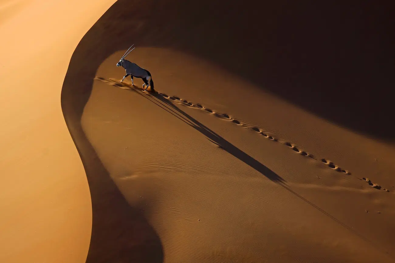 Aerial photo of an oryx walking on sand dunes in the Namib Desert, Namibia.