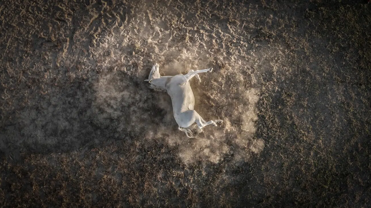 White horse rolling on its back in North East Italy