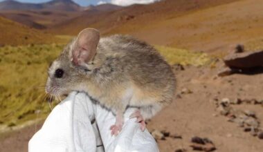 Scientists Finally Learned How a Tiny Mouse Survives Near the Andes Death Zone at 7,000 Meters