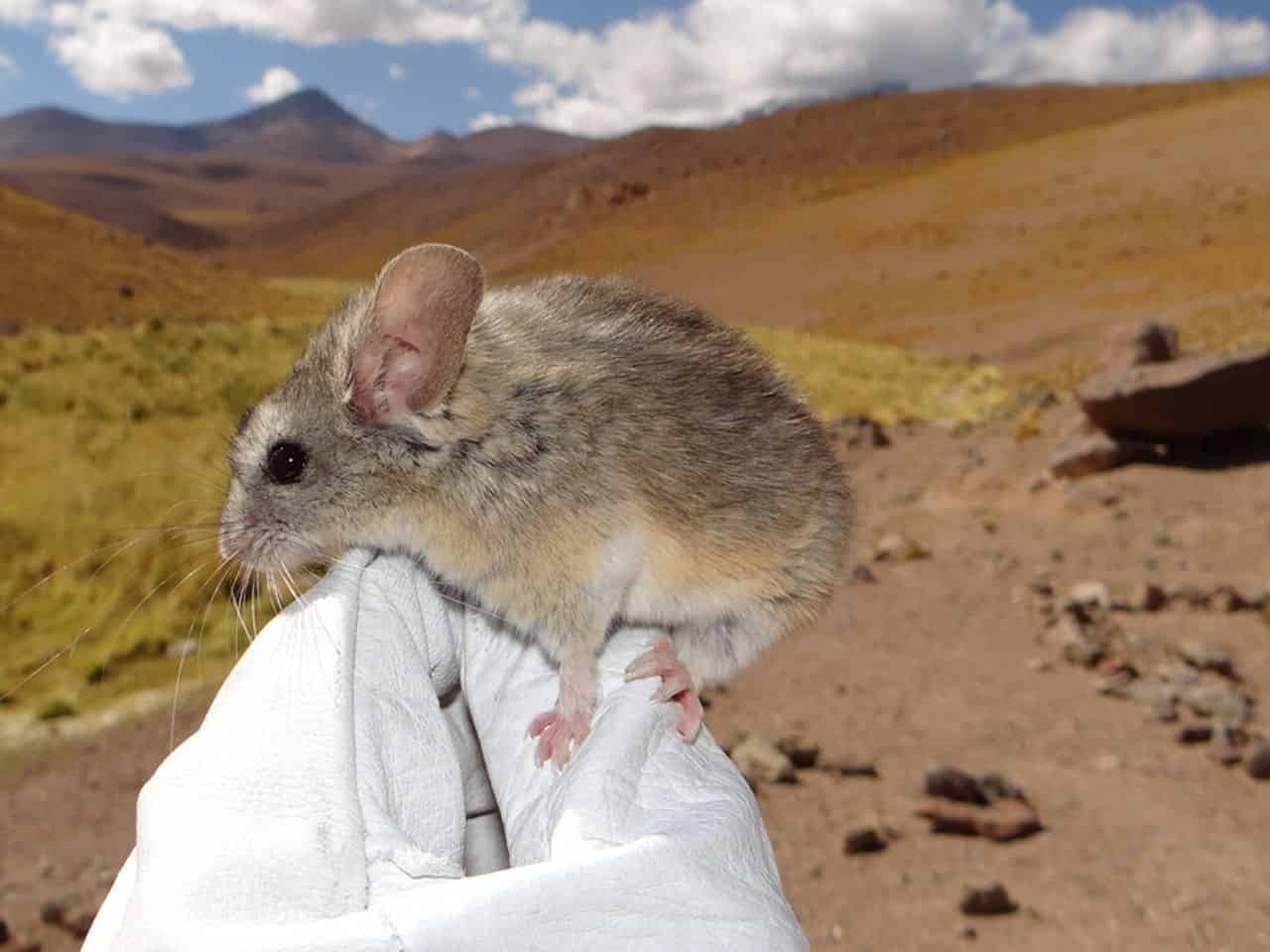Scientists Finally Learned How a Tiny Mouse Survives Near the Andes Death Zone at 7,000 Meters