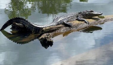 Arkansas alligator hunting season applications available