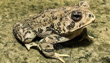 A male Woodhouse's toad is seen at the Springs Preserve's Cienega wetland after staff located i ...