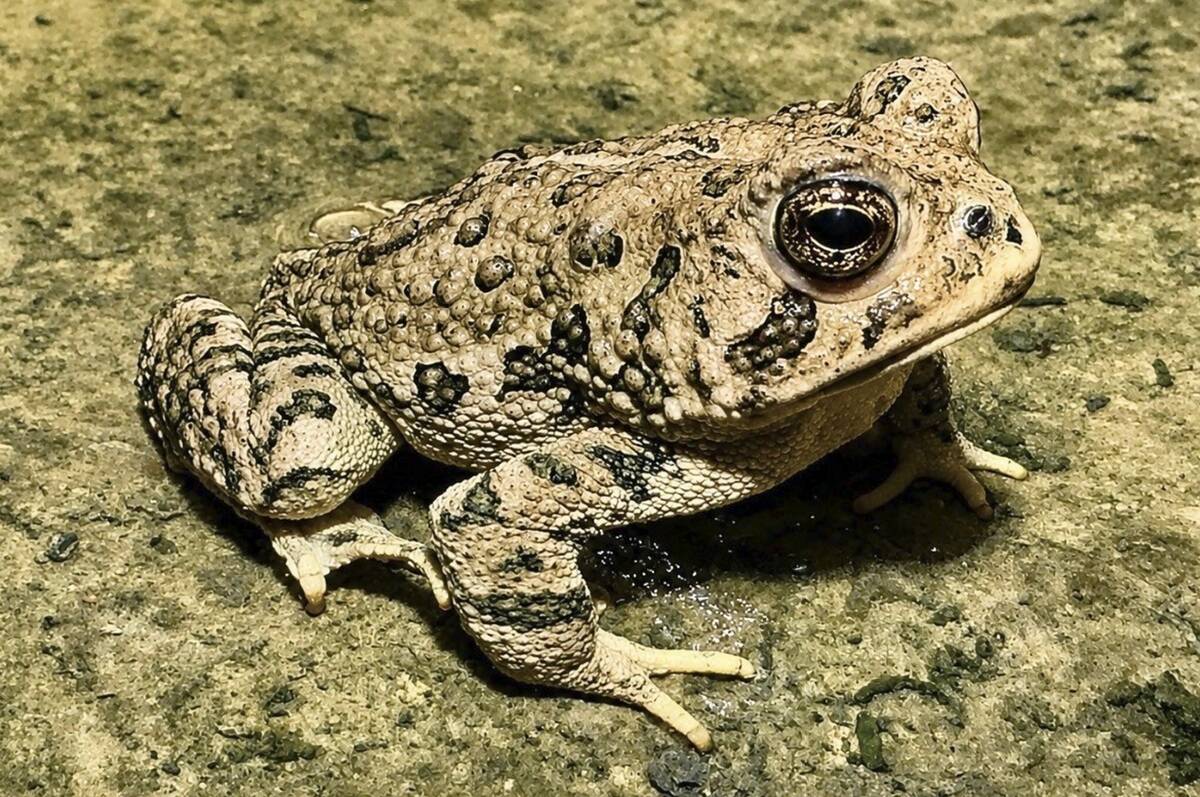 A male Woodhouse's toad is seen at the Springs Preserve's Cienega wetland after staff located i ...